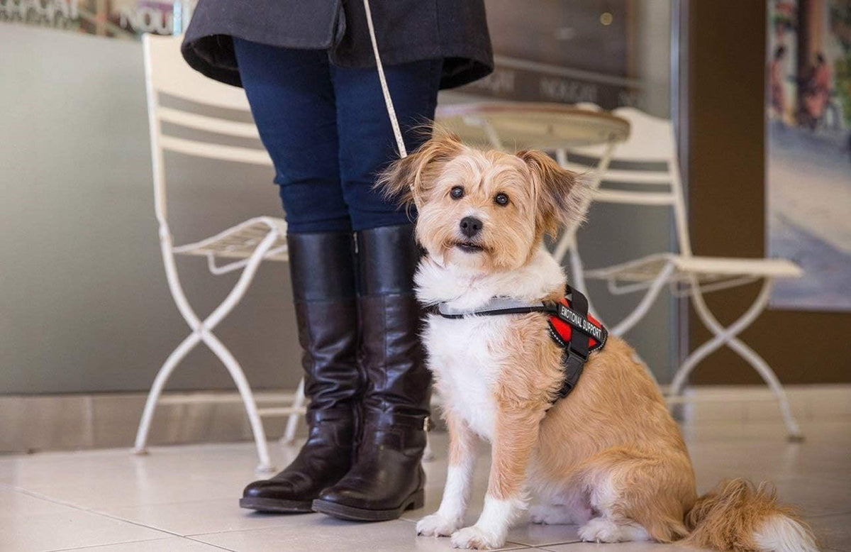 Emotional Support Dog Vest Harness With Reflective Straps, Interchangeable Patches, & Top Mount Handle - ESA Dog Vest in 8 Adjustable Sizes - Heavy Duty Emotional Support Dog Harness for Working Dogs