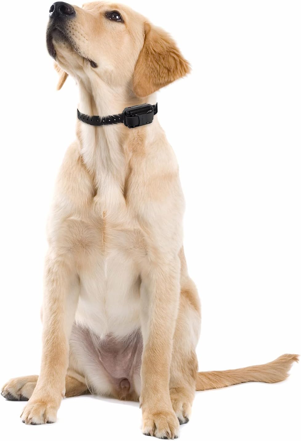 E-Collar Educator Upland Dog Training Collar, Orange, 2 Med/Large Dogs | 100 Levels of Safe Stimulation, 1 Mile Range, Waterproof & Rechargeable, Night Light, Includes Premium Finger Clicker