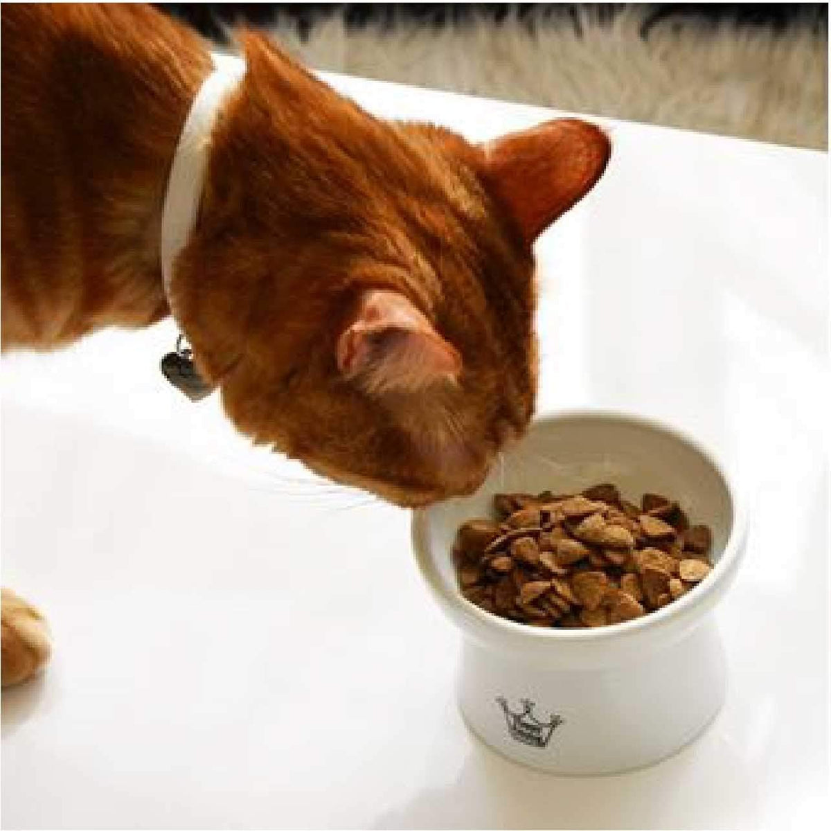 Necoichi Raised Stress Free Cat Food Bowl, Elevated, Backflow Prevention, Dishwasher and Microwave Safe (Cupcake, Regular)