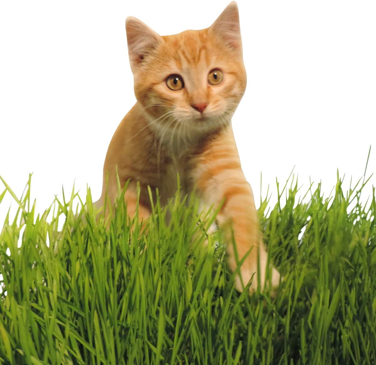 Non-GMO, Thunder Acres Premium Wheat Seed, Cat Grass Seed, Wheatgrass, Hard Red Winter Wheat (5 lbs.)