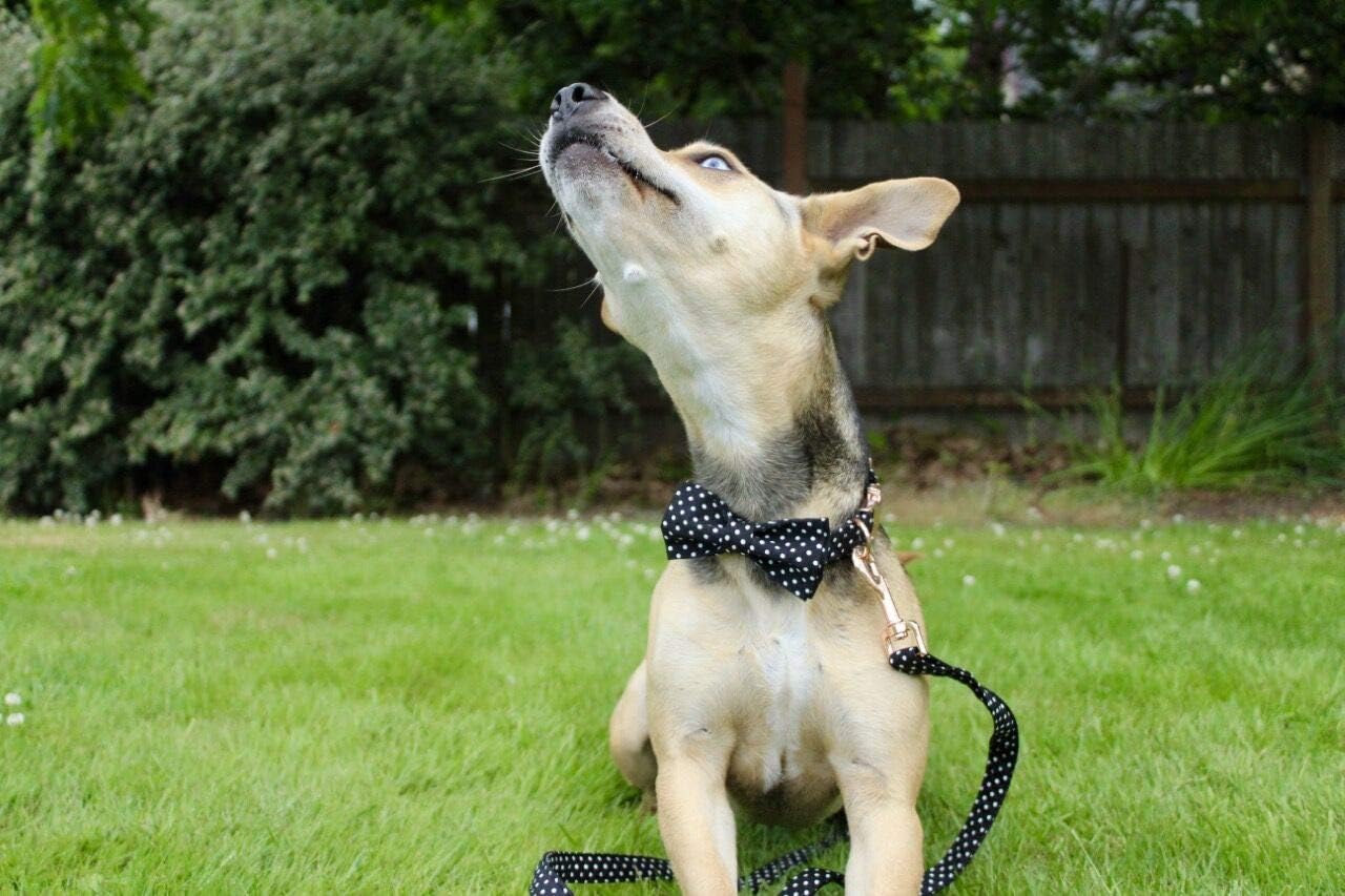 Unique style paws Cotton Dog Collar with Bow Puppy Collar with Black White Round Dot for Small Medium Large Boys Girls Dogs