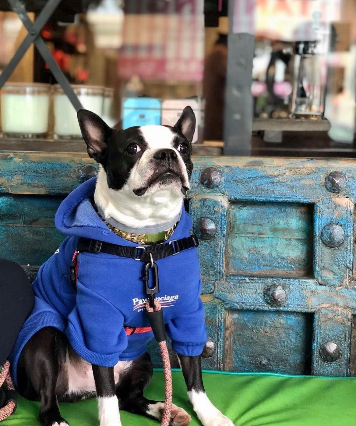 ChoChoCho Stylish Streetwear Blue Dog Sweatshirt Tracksuits, Cats Hoodies, Dog Outfit for Cat Puppy Small Medium (3XL)
