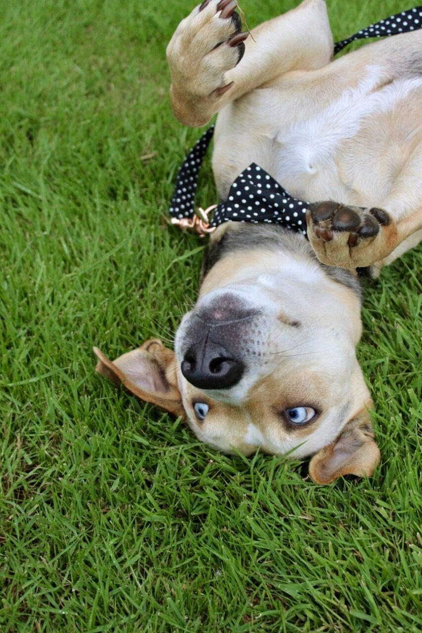 Unique style paws Cotton Dog Collar with Bow Puppy Collar with Black White Round Dot for Small Medium Large Boys Girls Dogs