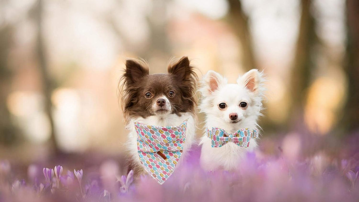 Unique Style Paws Dog Collar with Bow, Bowtie Dog Collar Adjustable Collars for Small Medium Large Dogs and Cats