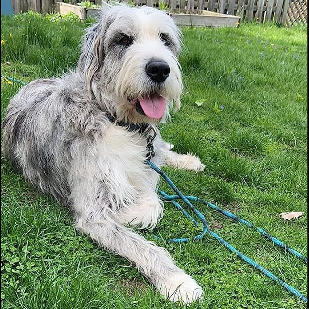 BTINESFUL Tie-Out Check Cord Long Rope Dog Leash, 8ft 12ft 20ft 30ft 50ft Recall Training Dog Lead- Great for Large Medium Small Dogs Training, Playing, Camping, or Backyard (30ft, Blue Black)