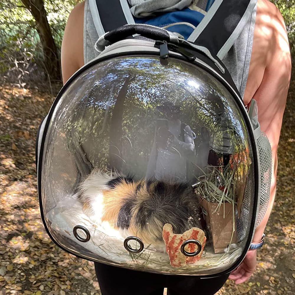 Bearded Dragon Carrier,Lizards Carrier, Small Animal Travel Carrier for Hedgehog Rat Parrot Bird Guinea Pig, Portable Guinea Pig Travel Carrier for 2(Grey)
