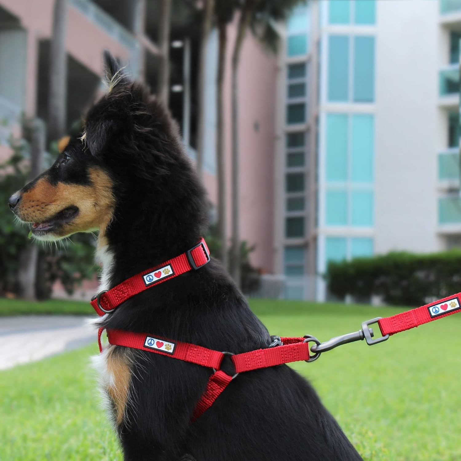Pawtitas Dog Collar for Large Dogs Adjustable Dog Collar Heavy Duty Waterproof Collars for Dogs with Quick-Release Buckle - Green Dog Collar for Large Breeds