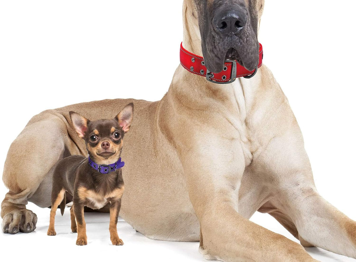 Max and Neo MAX Reflective Metal Buckle Dog Collar - We Donate a Collar to a Dog Rescue for Every Collar Sold (X-Large, RED)