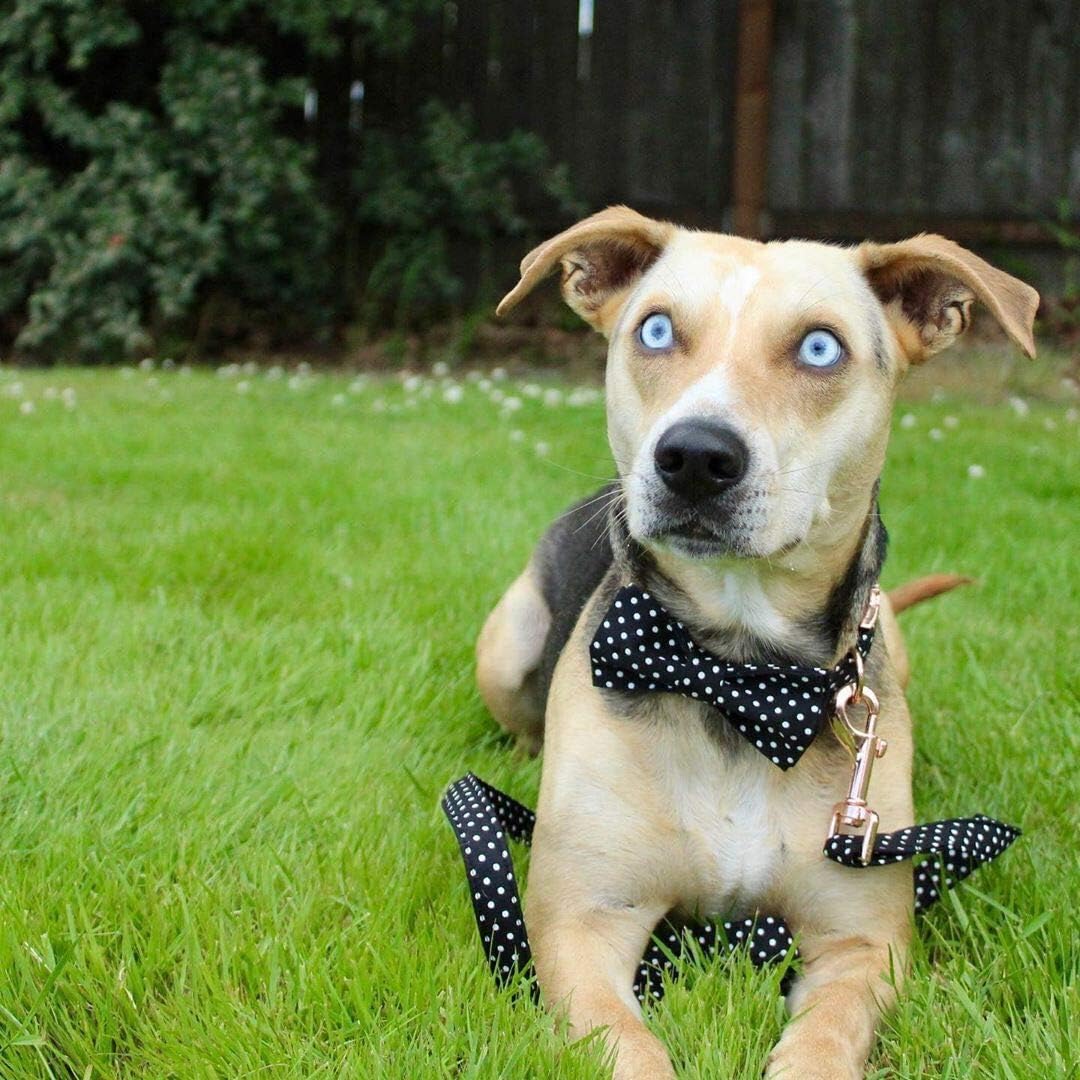 Unique style paws Cotton Dog Collar with Bow Puppy Collar with Black White Round Dot for Small Medium Large Boys Girls Dogs