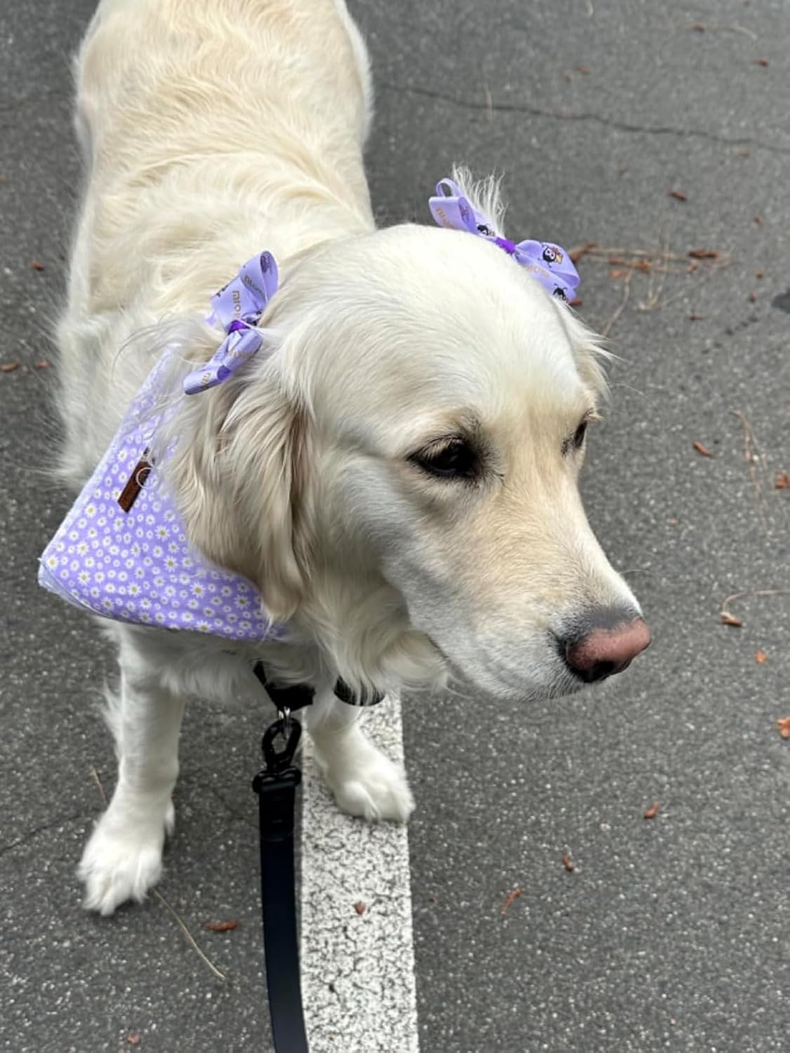 Lionet Paws Spring Daisy Dog Bandana Washable Cotton Handkerchief Scarf Triangle Bandana for Small Medium Large Dogs Girl Boy