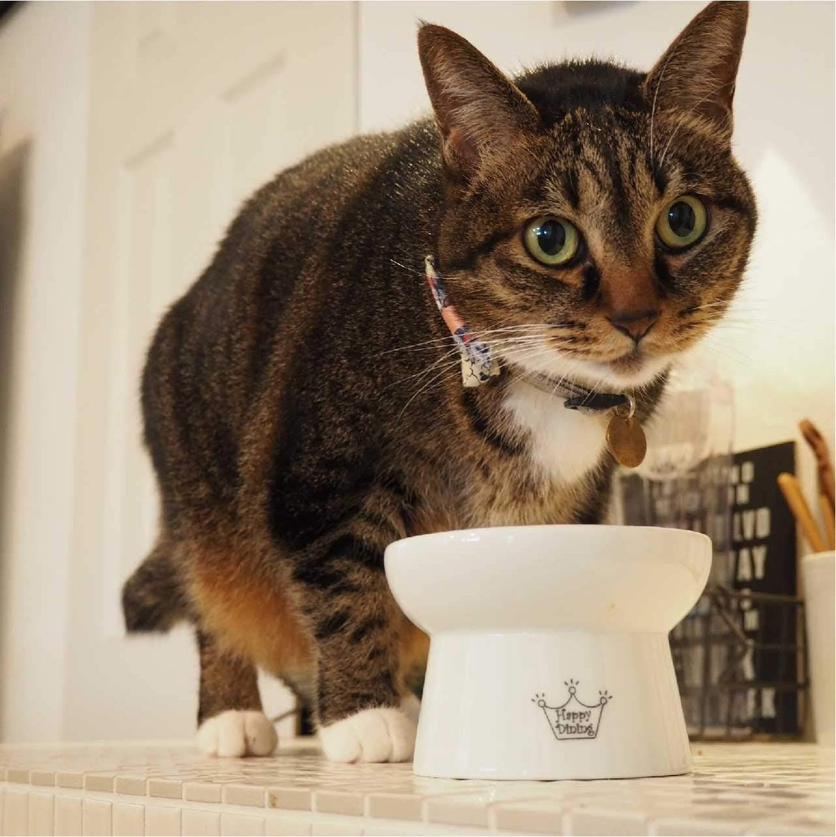 Necoichi Raised Stress Free Cat Food Bowl, Elevated, Backflow Prevention, Dishwasher and Microwave Safe (Cupcake, Regular)