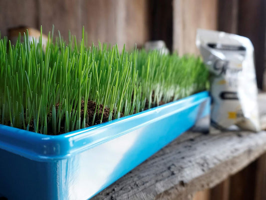 Non-GMO, Thunder Acres Premium Wheat Seed, Cat Grass Seed, Wheatgrass, Hard Red Winter Wheat (5 lbs.)