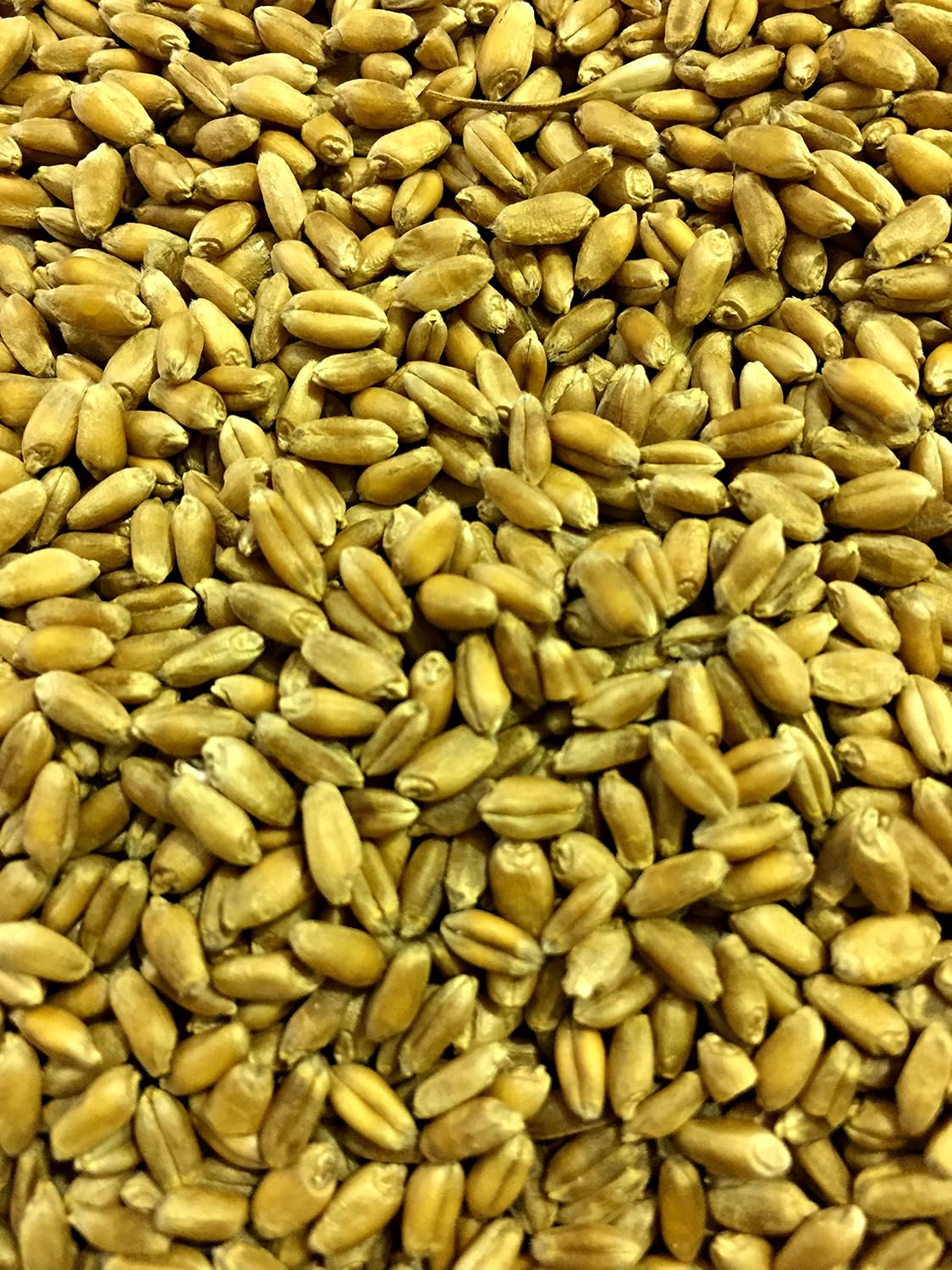 Non-GMO, Thunder Acres Premium Wheat Seed, Cat Grass Seed, Wheatgrass, Hard Red Winter Wheat (5 lbs.)