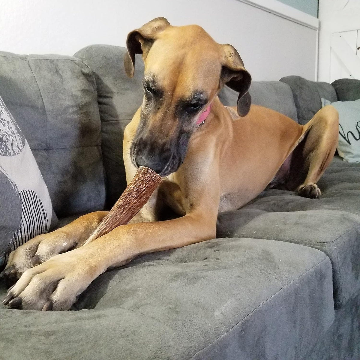 Elkhorn Premium Chews – Elk Antlers for Dogs, X Large (6-10") Split, 1 Pack, All Natural Dog Chew for X Large Dogs, Premium Naturally Shed Antler Bone for Aggressive Chewers, Sourced in the USA