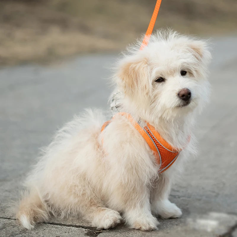 Cat Dog Harness Vest Chest Rope Set Reflective Breathable Adjustable Pet Harness for Small Medium Dogs Outdoor Walking