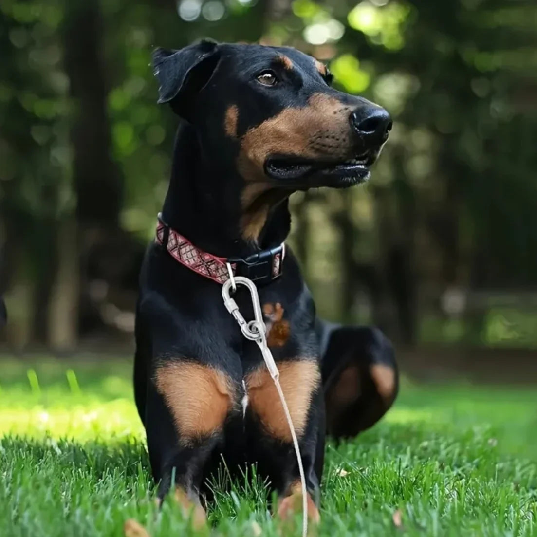 Double-headed Dog Tie Out Cable Leash ,raction rope with metal buckle steel wire anti-rust training collar,Outdoor Dogs Strap
