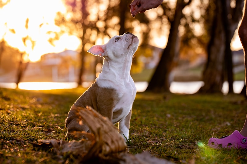 New Puppy Checklist: Everything You Need for the First Week