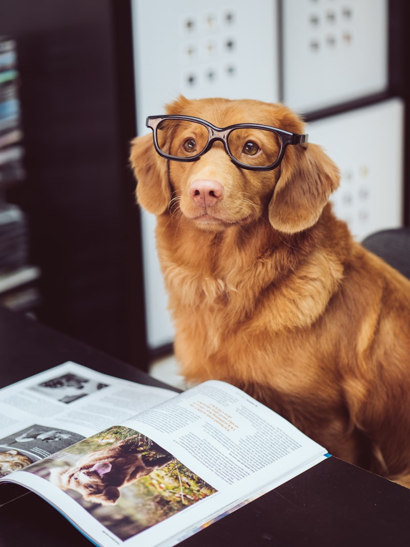 5 Nutrition Tips Every Pet Parent Should Know