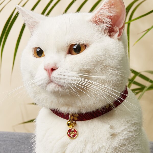 Collars & leashes