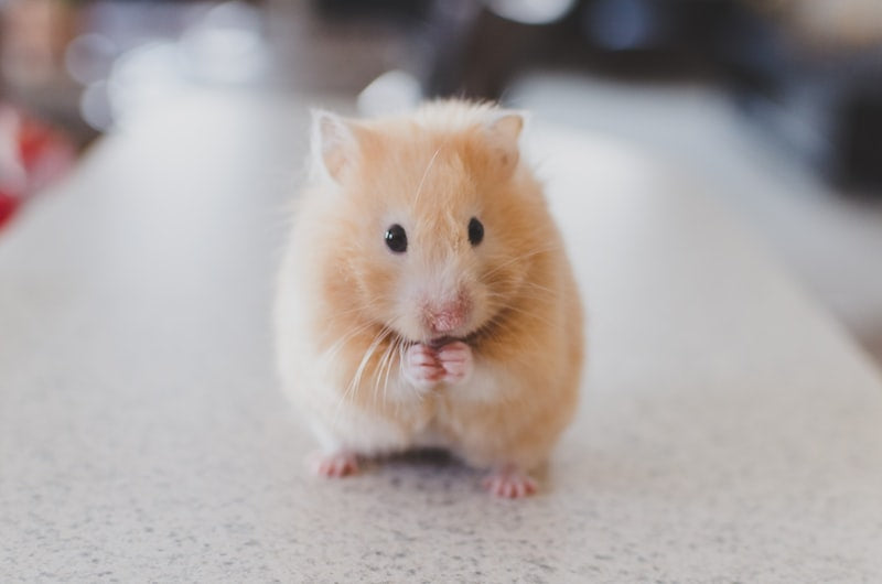 Small pets