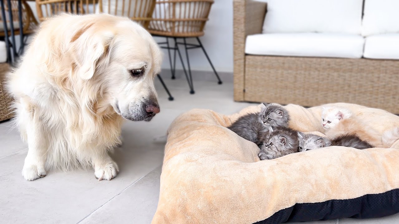 Happy pets, happy life