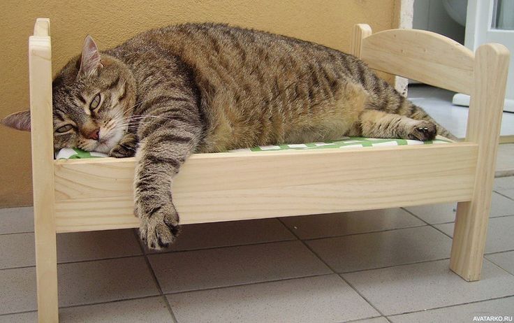 Cozy picks for cats