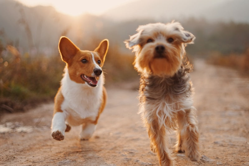 New arrivals for dogs