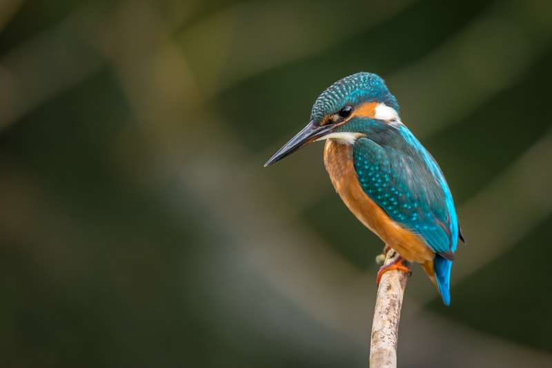 Birds